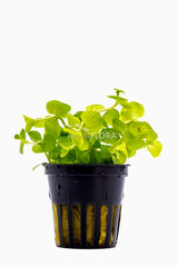 Lysimachia Nummularia 'Aurea' - Pe (Lysimachia nummularia 'Aurea' - PE)