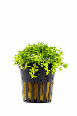 Micranthemum Micranthemoides - Pe (Micranthemum micranthemoides - PE)