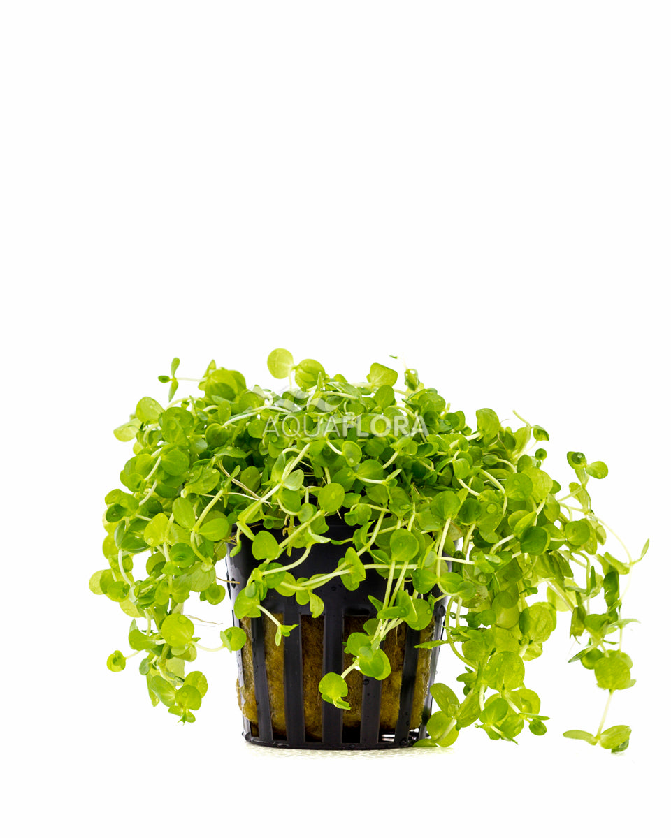 Micranthemum Umbrosum - Pe (Micranthemum umbrosum - PE)