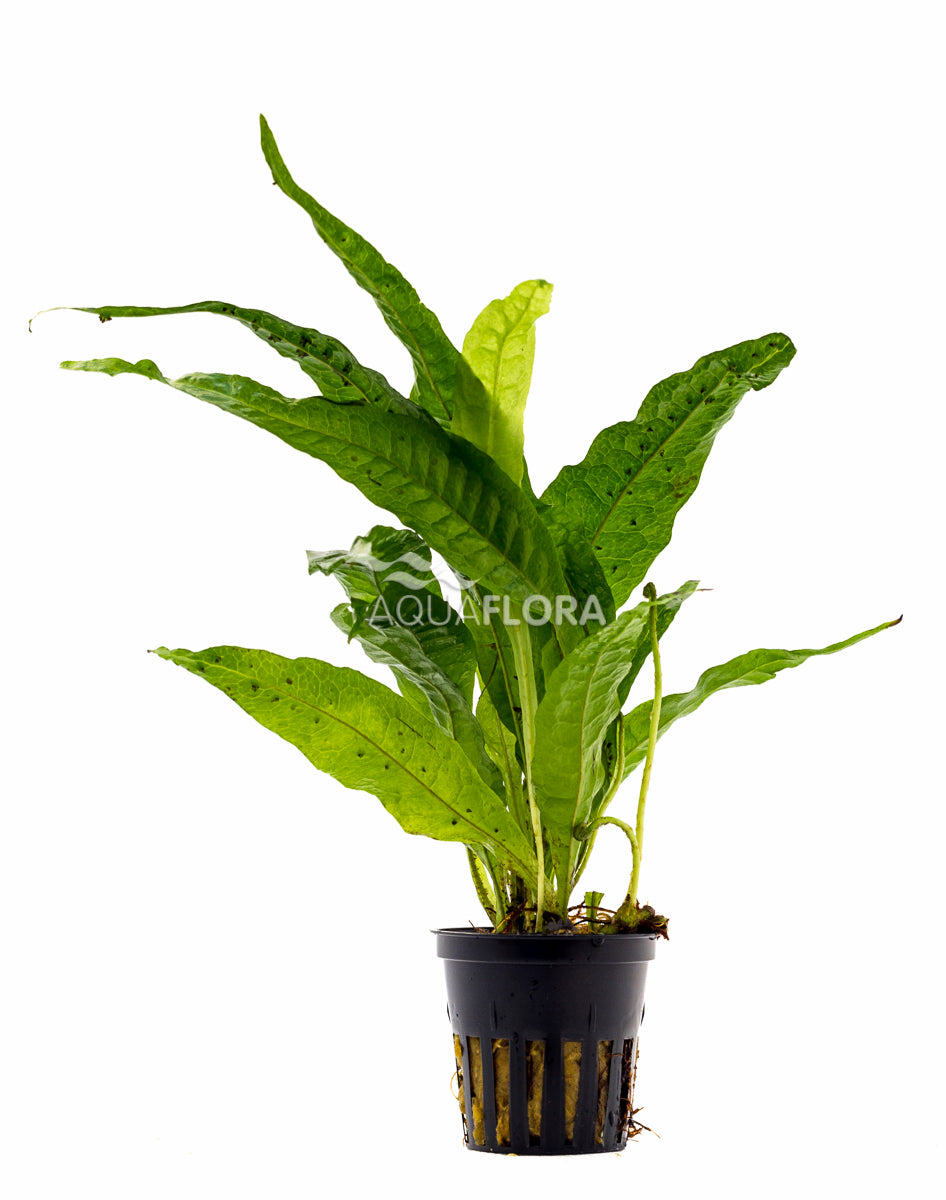 Microsorum Pteropus - Pe (Microsorum pteropus - PE)