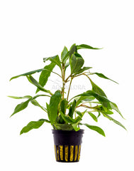 Hygrophila Corymbosa 'Angustifolia' - Pe (Hygrophila corymbosa 'Angustifolia' - PE)