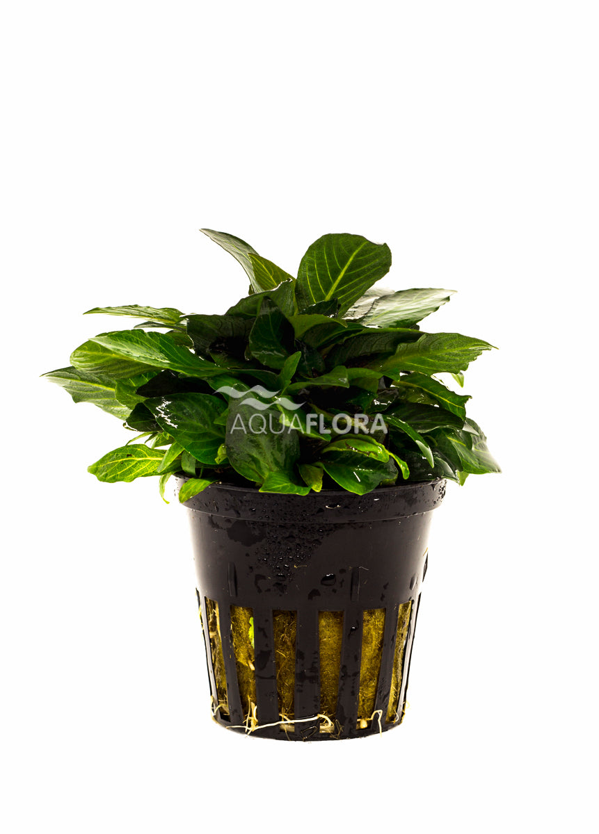 Hygrophila Corymbosa 'Parvifolia' - Pe (Hygrophila corymbosa 'Parvifolia' - PE)