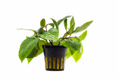 Hygrophila Corymbosa 'Stricta' - Pe (Hygrophila corymbosa 'Stricta' - PE)