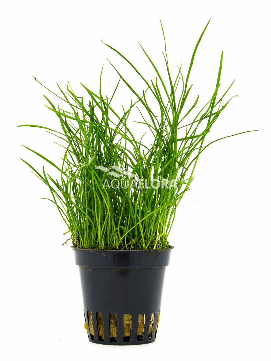 Pilularia Globulifera - Pe (Pilularia globulifera - PE)