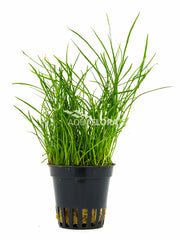 Pilularia Globulifera - Pe (Pilularia globulifera - PE)