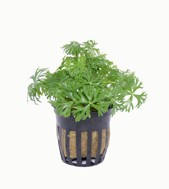 Ranunculus Inundatus - Pe (Ranunculus inundatus - PE)