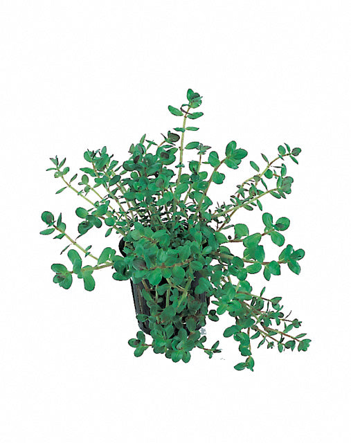 Rotala Rotundifolia - Pe (Rotala rotundifolia - PE)