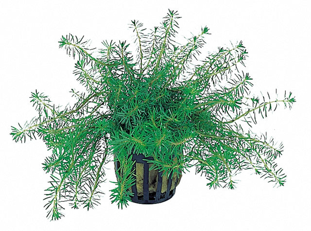 Rotala Walichii - Pe (Rotala walichii - PE)
