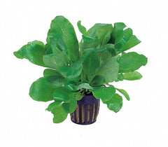 Samolus Floribundus - Pe (Samolus floribundus - PE)