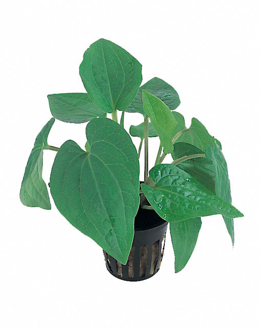 Saururus Cernuus - Pe (Saururus cernuus - PE)