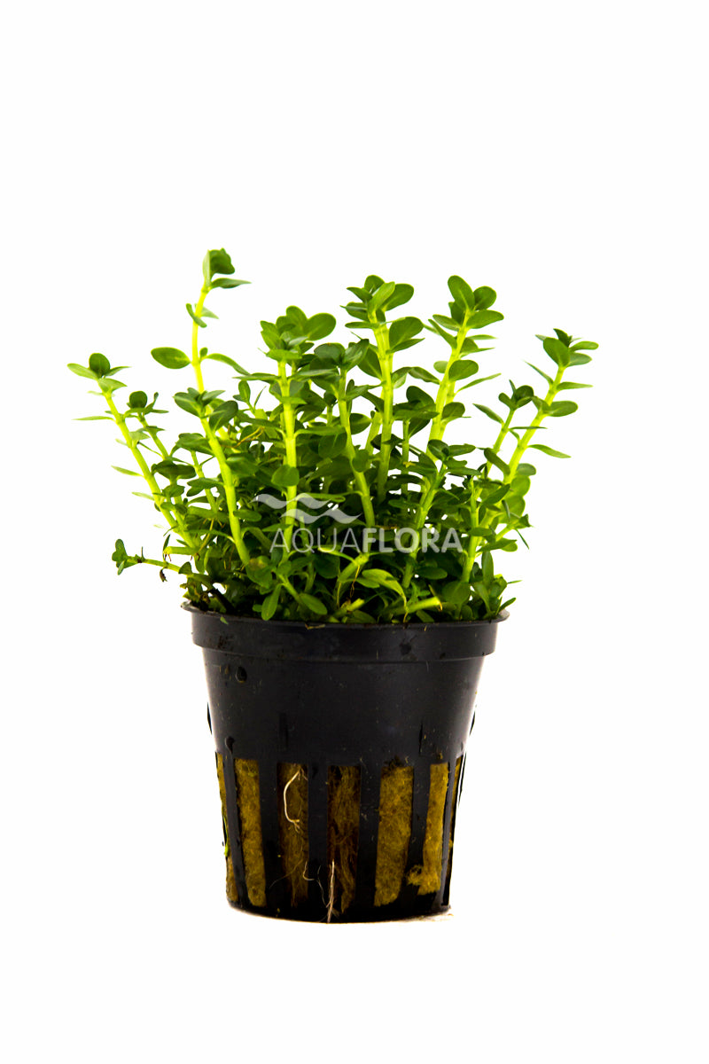 Rotala Species 'Green' - Pe (Rotala species 'Green' - PE)