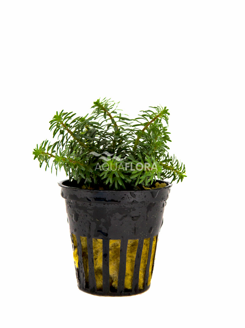 Rotala Species 'Vietnam' - Pe (Rotala species 'Vietnam' - PE)