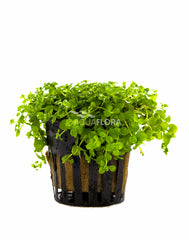 Micranthemum Species 'Monte Carlo' - Pe (Micranthemum species 'Monte Carlo' - PE)