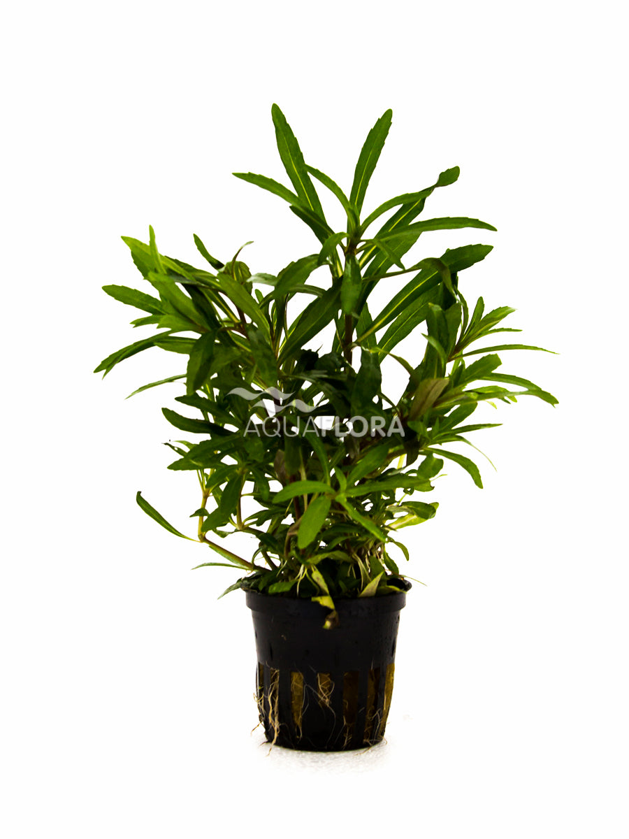 Pogostemon Quadrifolius - Pe (Pogostemon quadrifolius - PE)