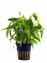 Hygrophila Sp. 'Pantanal Wavy' - Pe (Hygrophila sp. 'Pantanal Wavy' - PE)