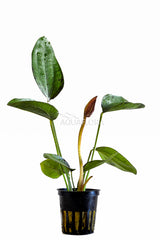 Echinodorus 'Indian Red' - Pe (Echinodorus 'Indian Red' - PE)