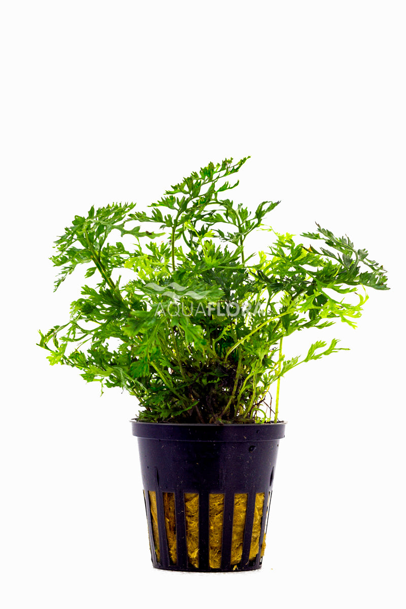 Bobitis Heteroclita 'Difformis' - Pe (Bobitis heteroclita 'Difformis' - PE)