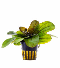 Echinodorus 'Reni' - Pe (Echinodorus 'Reni' - PE)