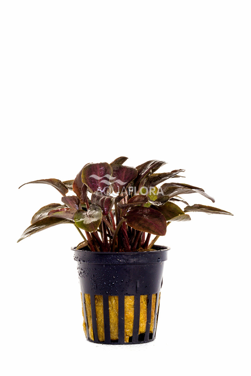 Lagenandra Meeboldii 'Red' - Pe (Lagenandra meeboldii 'Red' - PE)