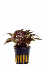 Lagenandra Meeboldii 'Red' - Pe (Lagenandra meeboldii 'Red' - PE)