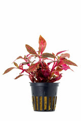 Alternanthera Reineckii 'Rosanervig' - Pe (Alternanthera reineckii 'Rosanervig' - PE)