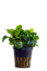 Anubias Barteri Var. Nana 'Mini Mini' - Pe (Anubias barteri var. nana 'Mini Mini' - PE)