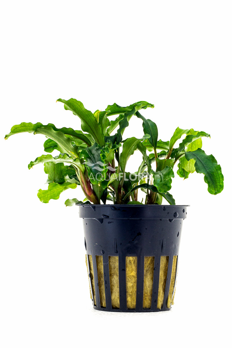 Bucephalandra Sp. (Mix Groen) - Pe (Bucephalandra sp. (mix groen) - PE)