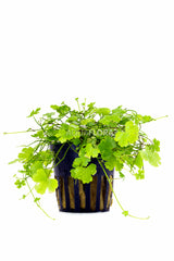 Hydrocotyle Cf. Tripartita - Pe (Hydrocotyle cf. tripartita - PE)