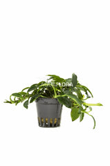 Anubias Barteri Var. Nana 'Paxing' - Pe (Anubias barteri var. nana 'Paxing' - PE)