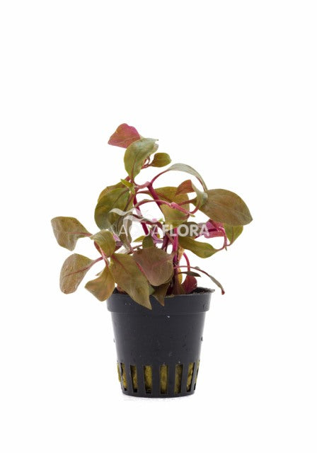 Alternanthera Reineckii 'Cardinalis' - Pe (Alternanthera reineckii 'Cardinalis' - PE)