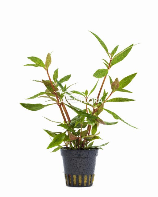 Alternanthera Reineckii 'Mini' - Pe (Alternanthera reineckii 'Mini' - PE)