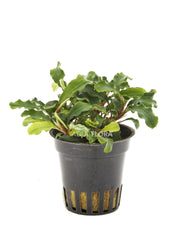 Bucephalandra 'Wavy Green' - Pe (Bucephalandra 'Wavy Green' - PE)