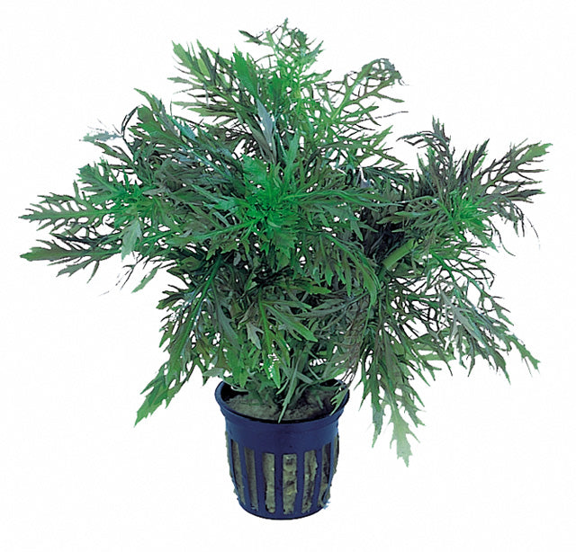 Hygrophila Difformis - Ps (Hygrophila difformis - PS)