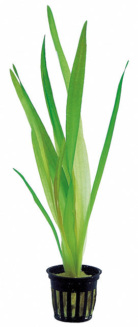 Vallisneria Australis (Gigantea) - Ps (Vallisneria australis (gigantea) - PS)