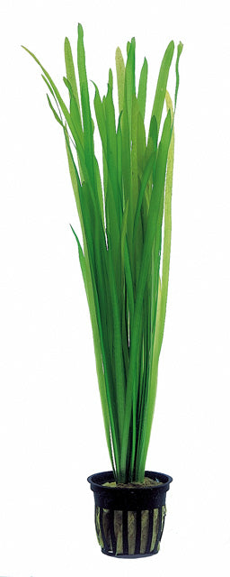 Vallisneria Spiralis - Ps (Vallisneria spiralis - PS)