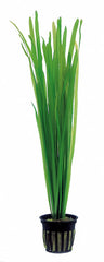 Vallisneria Spiralis - Ps (Vallisneria spiralis - PS)