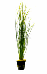 Vallisneria Nana - Ps (Vallisneria nana - PS)