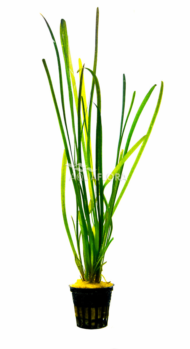 Vallisneria Spiralis 'Leopard' - Ps (Vallisneria spiralis 'Leopard' - PS)