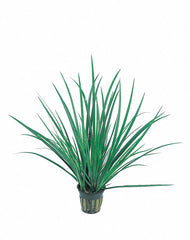 Acorus Gramineus - Pt (Acorus gramineus - PT)