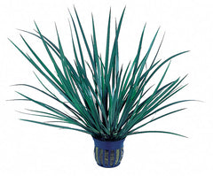 Acorus Gramineus 'Pussilus' - Pt (Acorus gramineus 'Pussilus' - PT)