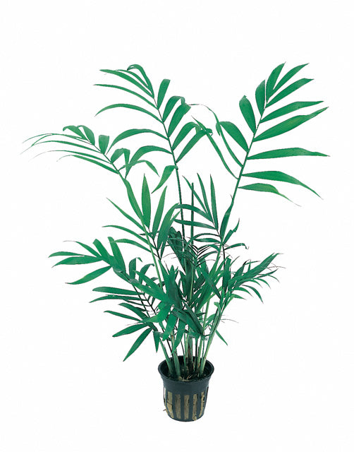 Chamaedorea Elegans - Pt (Chamaedorea elegans - PT)