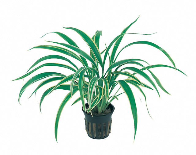 Chlorophytum Bichetii - Pt (Chlorophytum bichetii - PT)