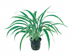 Chlorophytum Bichetii - Pt (Chlorophytum bichetii - PT)