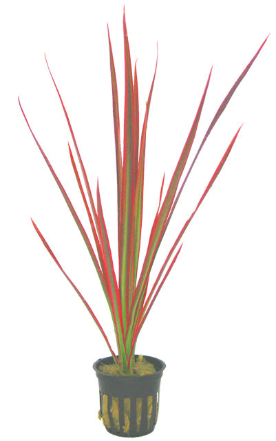 Dracaena 'Colorama' - Pt (Dracaena 'Colorama' - PT)