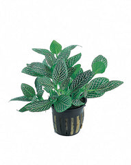 Fittonia 'Mini White' - Pt (Fittonia 'Mini White' - PT)