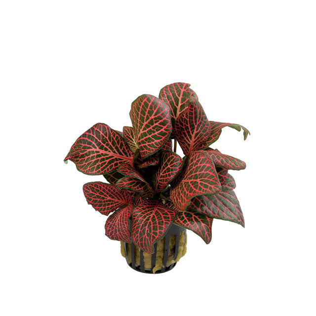 Fittonia 'Red' - Pt (Fittonia 'Red' - PT)