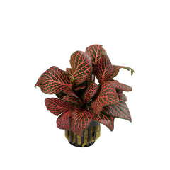 Fittonia 'Red' - Pt (Fittonia 'Red' - PT)