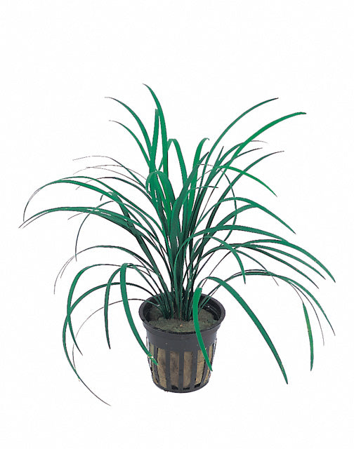 Ophiopogon Japonica - Pt (Ophiopogon japonica - PT)