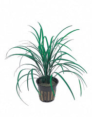Ophiopogon Japonica - Pt (Ophiopogon japonica - PT)