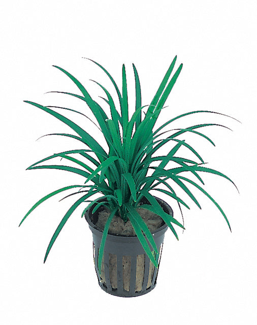 Ophiopogon Japonica 'Pussilus' - Pt (Ophiopogon japonica 'Pussilus' - PT)